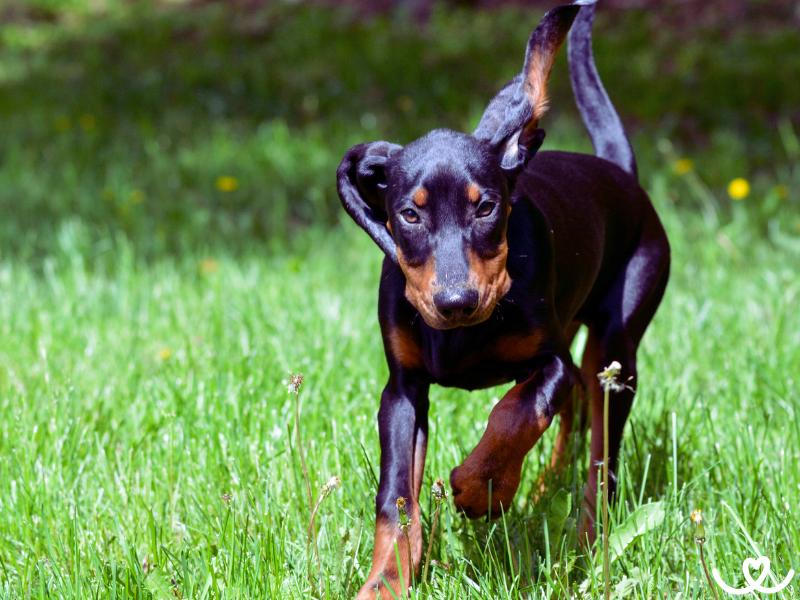 Plemeno-black-and-tan-coonhound (4)